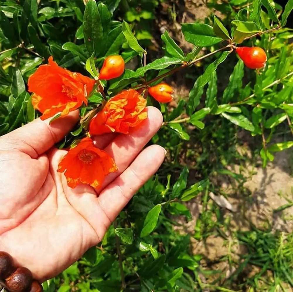 Lựu đỏ Ấn Độ là giống lựu được du nhập vào Việt Nam trong những năm gần đây, có tên khoa học là Punica granatum L., thuộc họ Lythraceae.