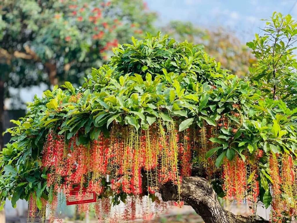 Cách trồng cây Lộc Vừng đơn giản – hoa đẹp, lá xanh tươi